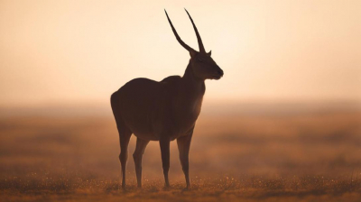 Как проходило &laquo;изъятие&raquo; сайгаков в Казахстане (Часть 2)