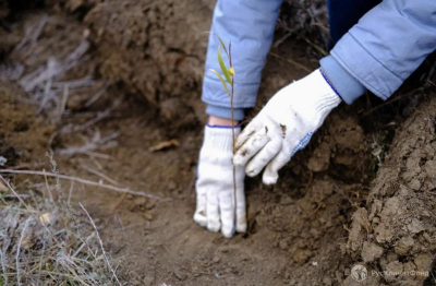 Клиенты Tele2 смогут посадить дерево онлайн