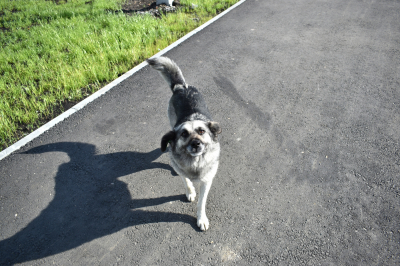 Бродячие собаки под прицелом: Госдума меняет правила игры