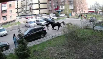 В Новокузнецке лошади сбежали с пастбища и сбили семилетнюю девочку во дворе многоэтажного дома