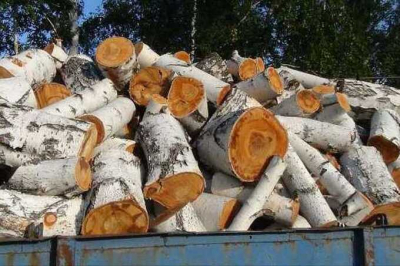 Подозреваемые в незаконной вырубке леса в Новосибирской области сообщили о применении пыток со стороны правоохранительных органов